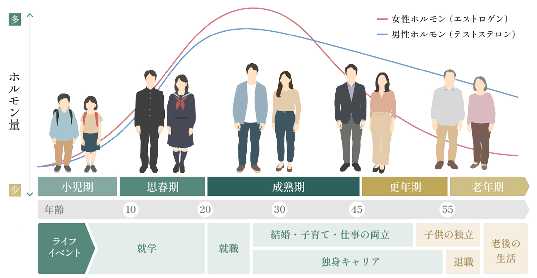 年齢とホルモン量を表した図。20~30の成熟期に女性ホルモンも男性ホルモンを最高値を迎え、その後下がっていく。